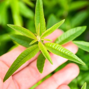 Cuvée Tradition - 50cl 30%vol. + étui